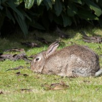 Rabbit